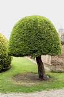 Clipped yew in May at Doddington Hall near Lincoln