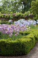 Iris 'Topolino' in the  a box parterre in the West garden at Doddington Hall in May 