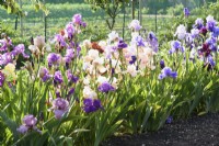Display of Dodsworth irises in the walled kitchen garden at Doddington Hall in May