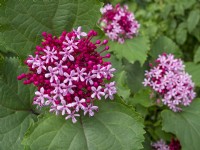 Clerodendrum bungei - Rose Glory Bower