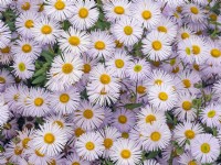 Erigeron 'Sincerity'