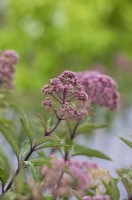 Eutrochium maculatum 'Riesenschirm' - Joe-pye weed