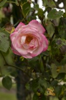 Rosa 'Harlekin' rose