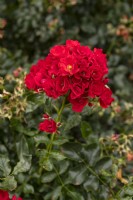 Rosa 'Matador' rose