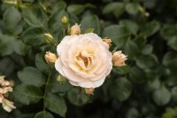 Rosa 'Sirius' rose
