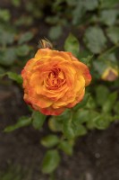 Rosa 'Meteor' rose