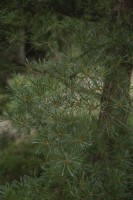 Pinus parviflora 'Glauca' five-needle pine