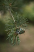 Pinus parviflora 'Glauca' five-needle pine cone