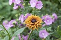 Rudbeckia hirta 'Sahara' and Malva moschata - Black-Eyed Susan and Musk mallow