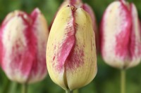 Tulipa  'Moulin Rouge'  Tulip  Triumph Group  Colour of young flower  April
