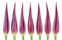 Tulipa  'Go Go Red'  Tulip  Lily-flowered Group  Composite picture of closed flower  April

