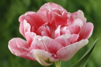 Tulipa  'Finola'  Tulip  Colour darkens with age  Double Late Group  May
