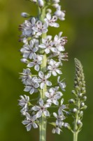 Lysimachia ephemerum flowering in Summer - August
