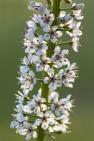 Lysimachia ephemerum flowering in Summer - August