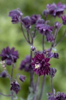 Aquilegia vulgaris 'Barlow Black'