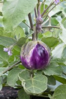 Solanum melongena - Aubergine 'Rosa Bianca'