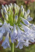 Agapanthus 'Silver Lining' flowering in Summer - August