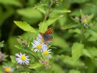 Lycaena phlaeas Small Copper Butterfly feeding on aster