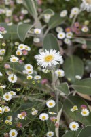 Pachystegia insignis - Marlborough rock daisy
