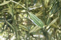 x Phyllosasa tranquillans 'Shiroshima' - Bamboo foliage