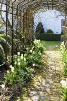 Brick path edged with Tulip 'White Emperor' beneath an Agriframes pergola in March