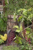 Old rusty wheelbarrow in Frances' Garden at BBC Gardeners World Live 2022