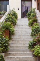 Rusted metal containers hold plants on each side of a white stone staircase up to private apartments. Plants include ivy, Hedera sp., hardy geranium, Geranium macrorrhizum cv., and heucheras, Heuchera sp.