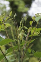 Decaisnea fargesii flowers