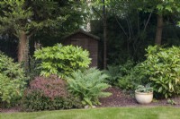  Contrasting foliage colours, shapes and textures of shrubs, trees and ferns in shady border with bark path to shed