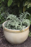 Athyrium niponicum var. pictum in cream ceramic planter - Painted Lady Fern