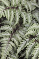 Athyrium niponicum var. pictum - Painted Lady Fern