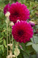 Dahlia 'Engelharts Matador' with poppy seedheads