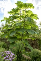 Paulownia kawakamii