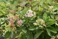 Fading flowers and foliage of Hydrangea macrophylla 'Romance'