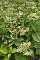 Fading flowers and foliage of Hydrangea macrophylla 'Romance'