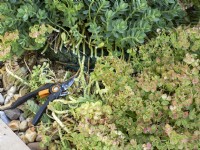 Cut back Euphorbia myrsinites after flowering for new growth to emerge.