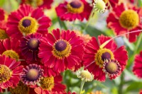 Helenium mariacha 'Salsa'