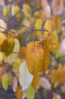 Magnolia wilsonii autumn leaf colour
