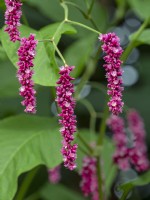  Polygonum orientale syn. Persicaria orientalis 