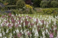 Filipendula ulmaria, meadowsweet and Epilobium angustifolium Album, white rosebay willow herb.  Summer. The Garden House, Yelverton, Devon
