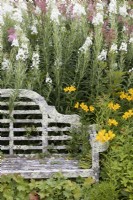 White wooden bench, covered in lichens with Filipendula ulmaria, meadowsweet and Epilobium angustifolium Album, white rosebay willow herb and a yellow alstroemeria planted behind. The Garden House, Yelverton. Summer. 