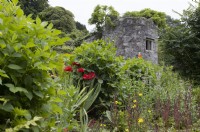 Looking through various plants to the old ruins of a rectory. The Garden House, Yelverton, Devon. Summer. 