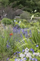Astrantia, Crocosmia, montbretia, Cephalaria gigantea, Giant scabious grow amongst other perennials in cottage garden style planting. Selective focus. The Garden House, Yelverton, Devon. Summer. 
