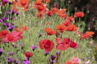 Poppies, Papaver rhoeas and Dianthus carthusianorum.  Summer. 