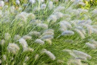 Pennisetum alopecuroides ' Hameln' - Chinese fountain grass 'Hameln'