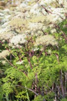 Selinum wallichianum 