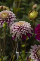 Dahlia 'Daan'