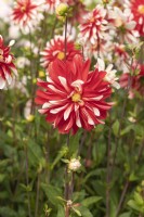 Dahlia 'Catching Fire'