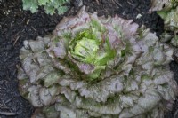 Lactuca sativa - Lettuce 'Red Iceberg'