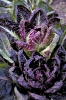 Cichorium intybus 'Rossa di Treviso' Radicchio or Chicory - in early winter - December